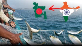 পদ্মা-মেঘনা ছেড়ে কেন নর্মদায় যাচ্ছে ইলিশের ঝাঁক