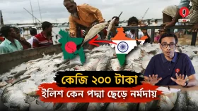 পদ্মা-মেঘনার ইলিশ যাচ্ছে কোথায়? কত কমলো আপনার ভাগের ইলিশ?