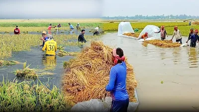 ভারী বৃষ্টিতে বেশি ক্ষতিগ্রস্ত হয়েছেন হাওর অঞ্চলের কৃষকরাই।&nbsp;