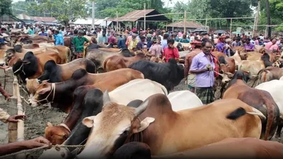 হাট শুধু বেচাকেনার জায়গা নয়, বরং একটি অস্থায়ী অর্থনৈতিক নগরী