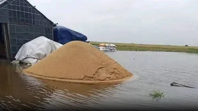 যে ধান কাটা হয়েছে সেটাও শেষ পর্যন্ত নষ্ট হয়ে গেছে পানিতে।
