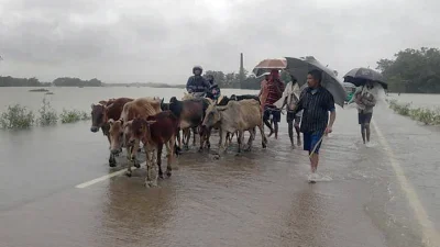 প্রায় ৪ হাজার ৮১৯টি গবাদিপশুর খামার ক্ষতিগ্রস্ত হয়েছে।
