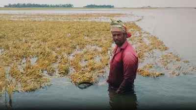 তলিয়ে গেছে প্রায় ১ লাখ ১৫ হাজার হেক্টর ফসলি জমি।
