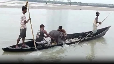 হাতিটিকে উদ্ধার করে নৌকায় তোলা হচ্ছে।