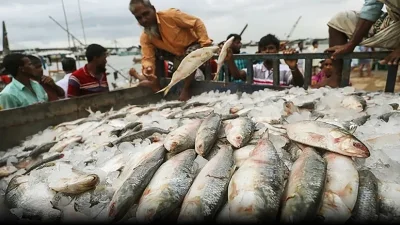 শেষ তিন বছরের ধারাবাহিকভাবে কমছে বাংলাদেশে ইলিশ উৎপাদন।