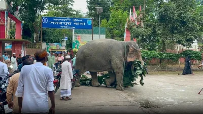 ধান পাকার সময়ে মৌসুমে হাতি গন্ধে আকৃষ্ট হয়ে লোকালয়ে চলে আসে। সে সময়ে ঝুঁকিটা আরও বাড়ে।&nbsp;&nbsp;