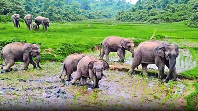  কাগজে-কলমে বাংলাদেশে এখন বুনো হাতি অবশিষ্ট আছে মাত্র কয়েকশো? আন্তর্জাতিক প্রকৃতি সংরক্ষণ সংস্থা আইইউসিএন এই প্রাণীকে ঘোষণা করেছে &lsquo;মহাবিপন্ন&rsquo; হিসেবে। 