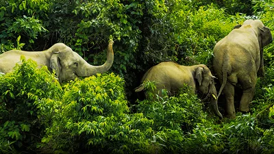 বন অধিদপ্তর পরিকল্পনা কমিশনে একটি &lsquo;এলিফ্যান্ট কনজারভেশন প্রজেক্ট&rsquo; জমা দিয়েছে, যার আওতায় ২০২৬ সালে একটা নতুন জাতীয় হাতি শুমারি হওয়ার কথা, আর গাজীপুর সাফারি পার্কের একটা অংশ বন্দি হাতিদের পুনর্বাসনের জন্য নির্ধারণ করার পরিকল্পনাও আছে।